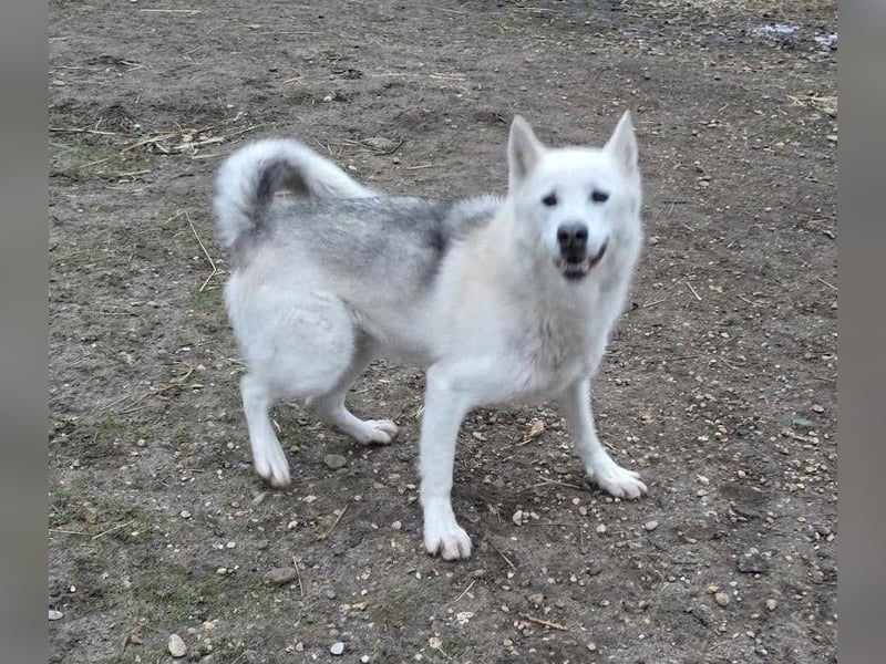 Kenai von kettenlos