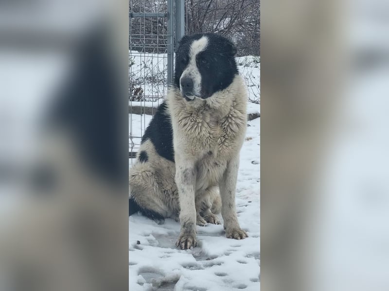 Karl Heinz von kettenlos