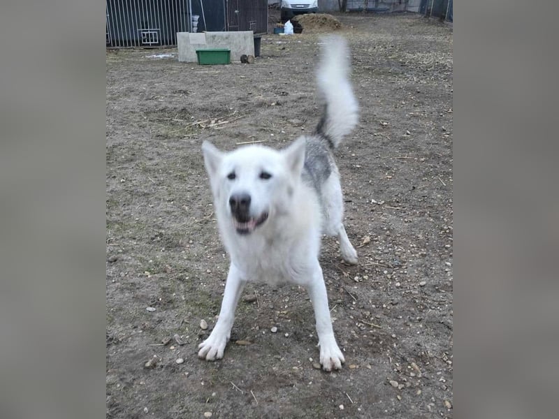 Kenai von kettenlos