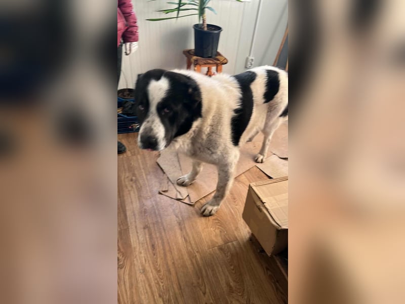 Karl Heinz von kettenlos