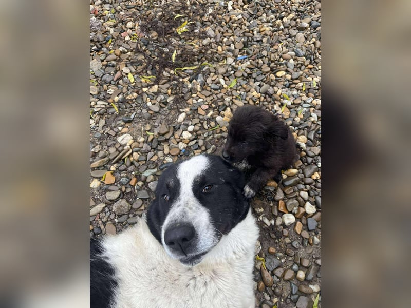 Karl Heinz von kettenlos