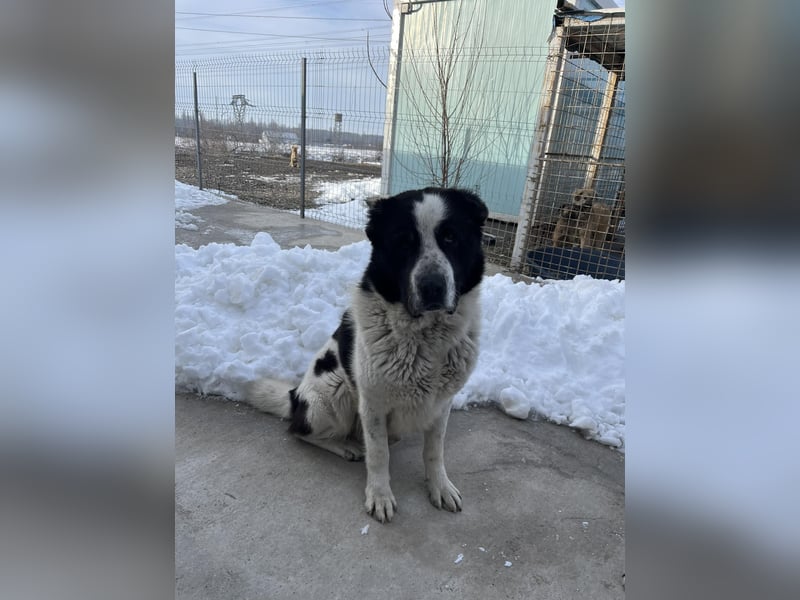 Karl Heinz von kettenlos