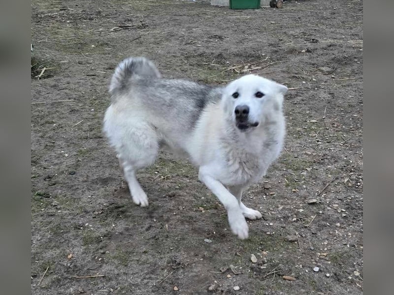 Kenai von kettenlos