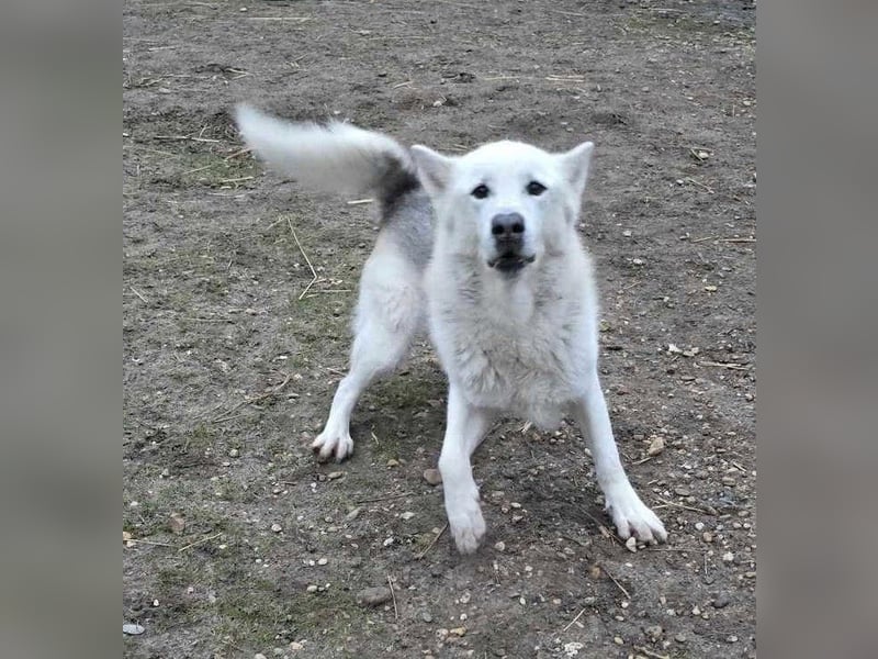 Kenai von kettenlos