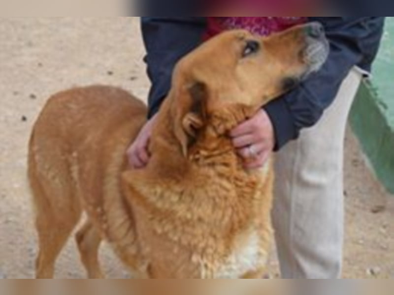 Balusa sucht ein neues Zuhause