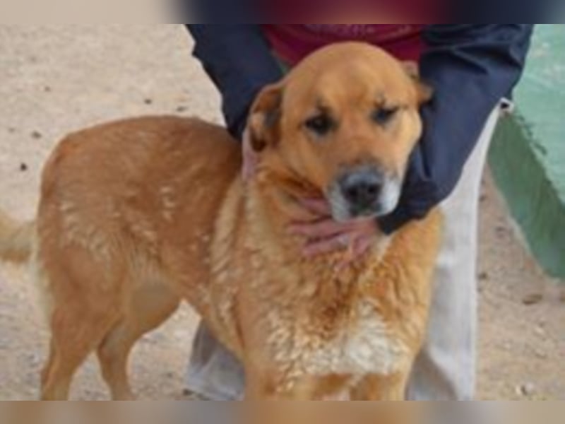 Balusa sucht ein neues Zuhause