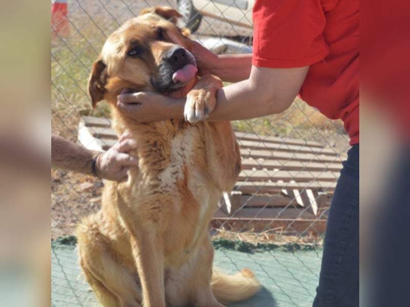 Balusa sucht ein neues Zuhause