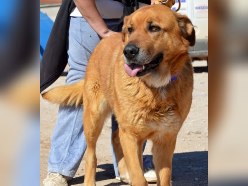 Balusa sucht ein neues Zuhause