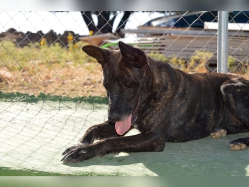 Tosca sucht ein neues Zuhause