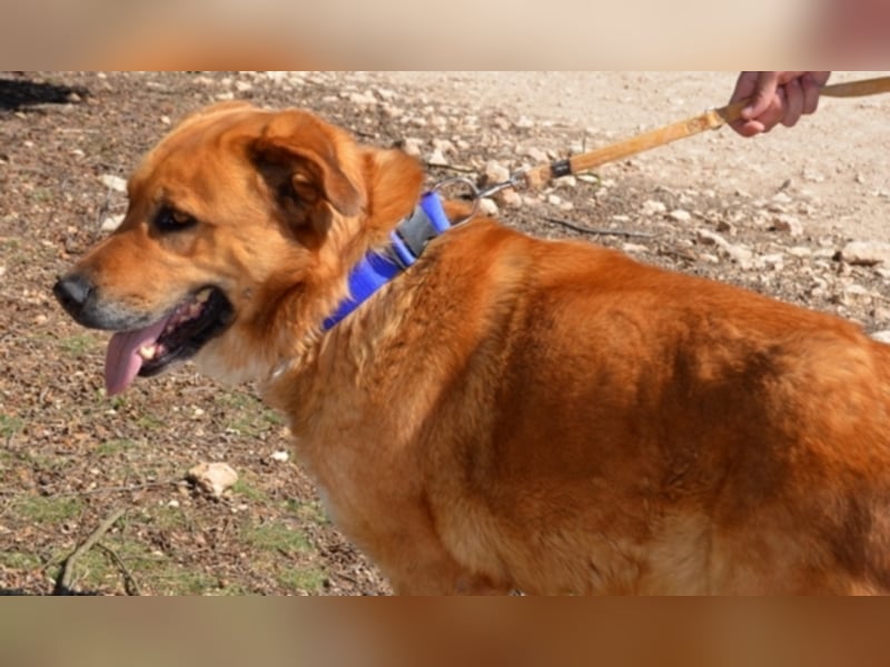 Balusa sucht ein neues Zuhause