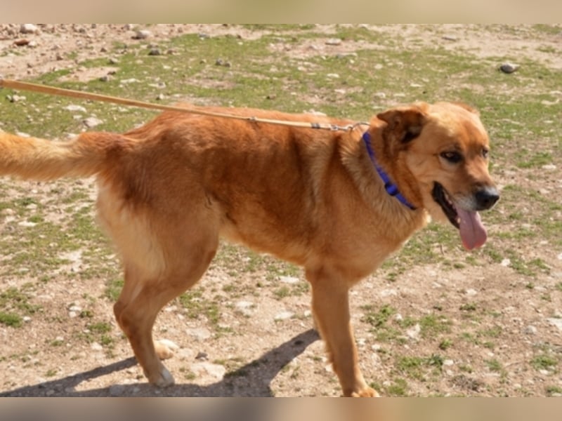 Balusa sucht ein neues Zuhause