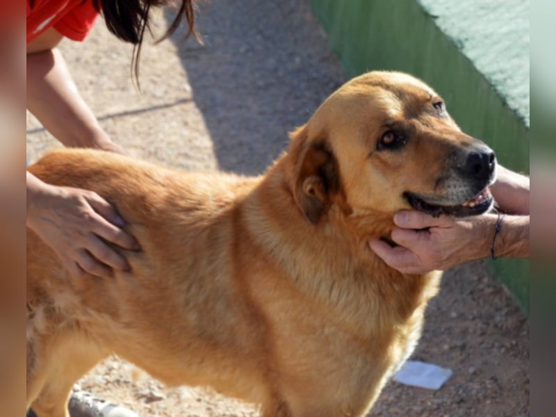 Balusa sucht ein neues Zuhause