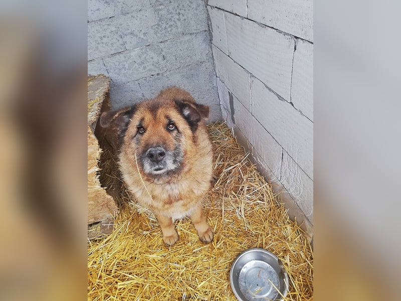 Alf, sucht einen Gnadenplatz