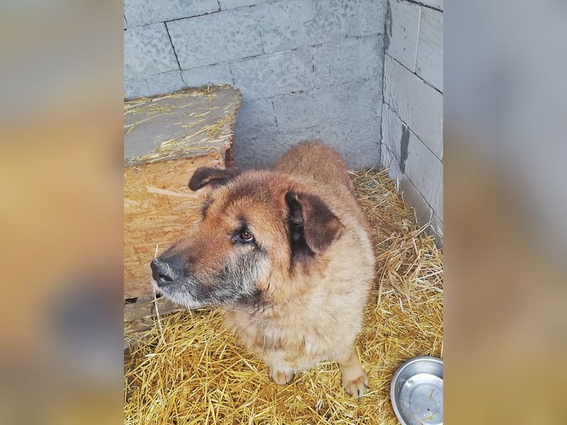 Alf, sucht einen Gnadenplatz