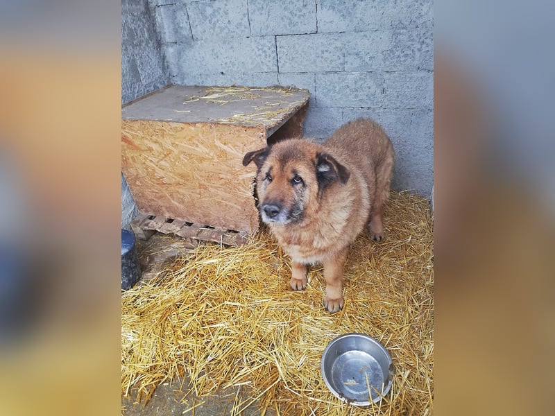 Alf, sucht einen Gnadenplatz