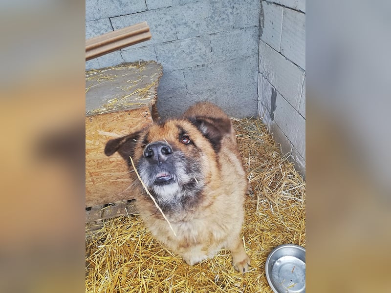 Alf, sucht einen Gnadenplatz