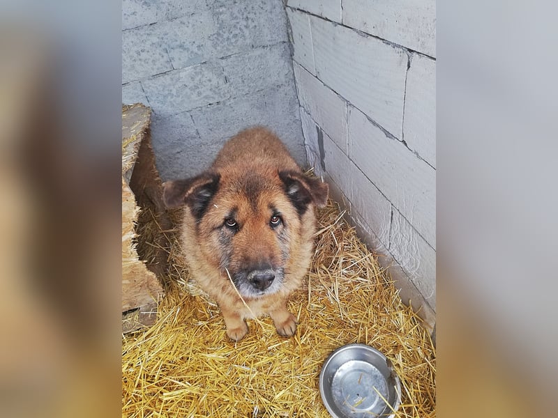 Alf, sucht einen Gnadenplatz