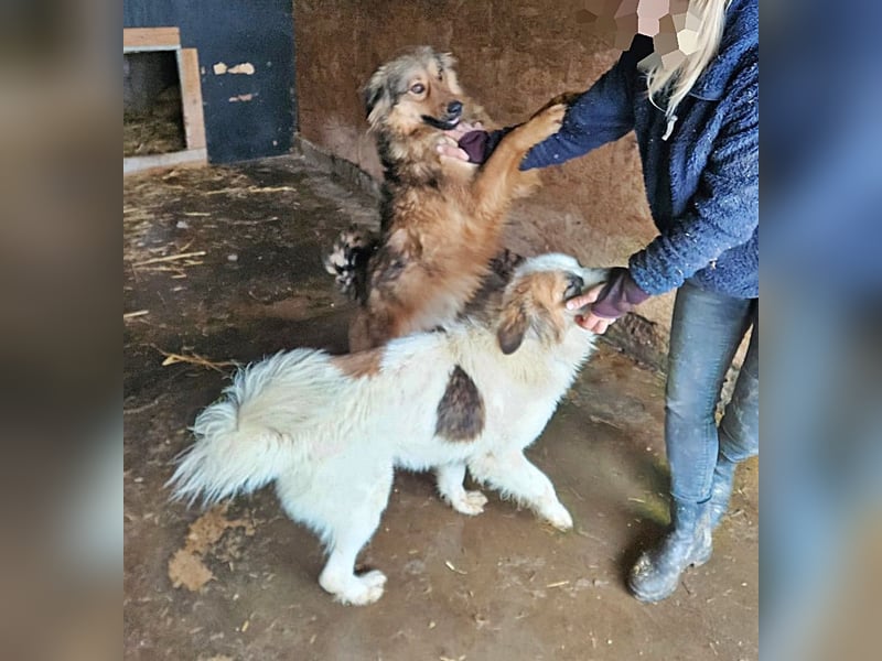 Matteo, Handicap Hund