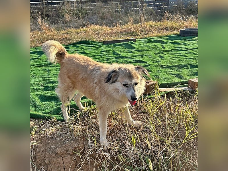 Perla sucht einen Gnadenplatz