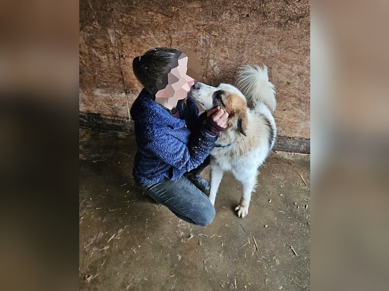 Matteo, Handicap Hund