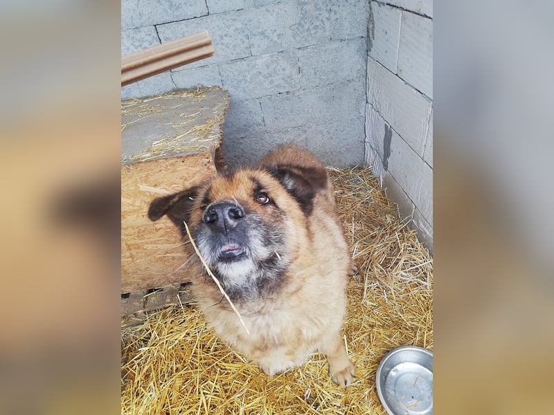 Alf, sucht einen Gnadenplatz