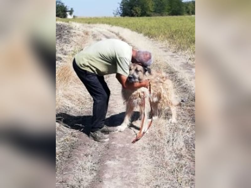 Alf, sucht einen Gnadenplatz