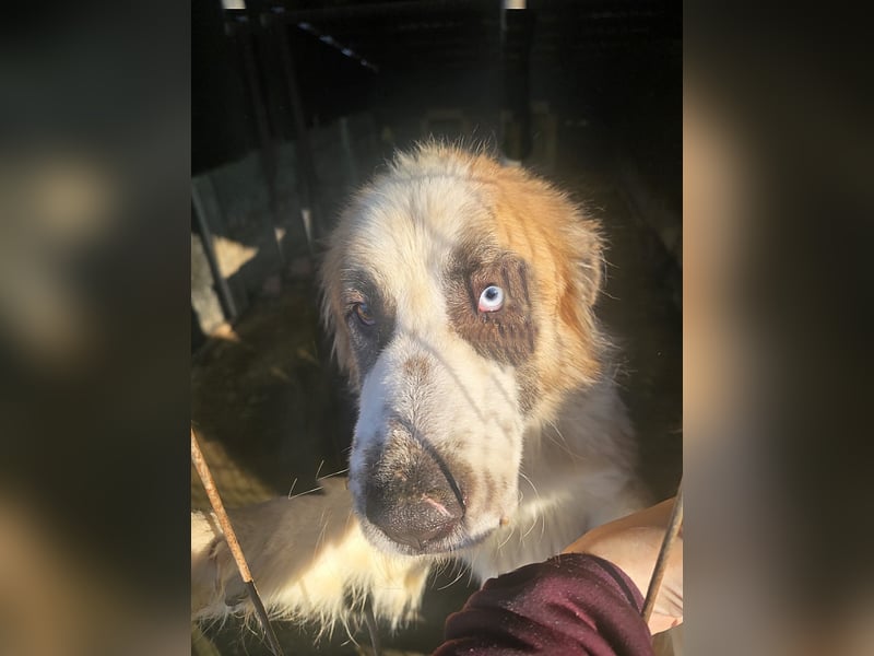 Matteo, Handicap Hund