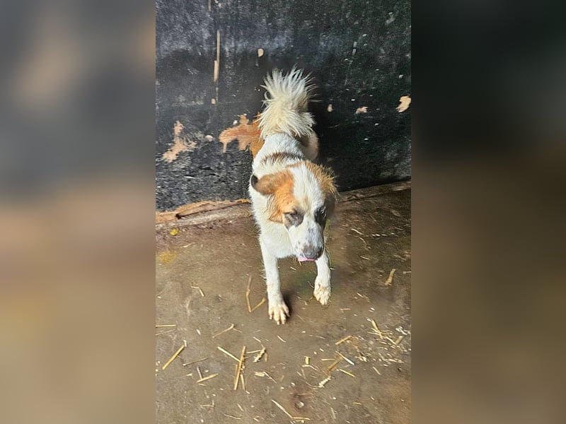 Matteo, Handicap Hund