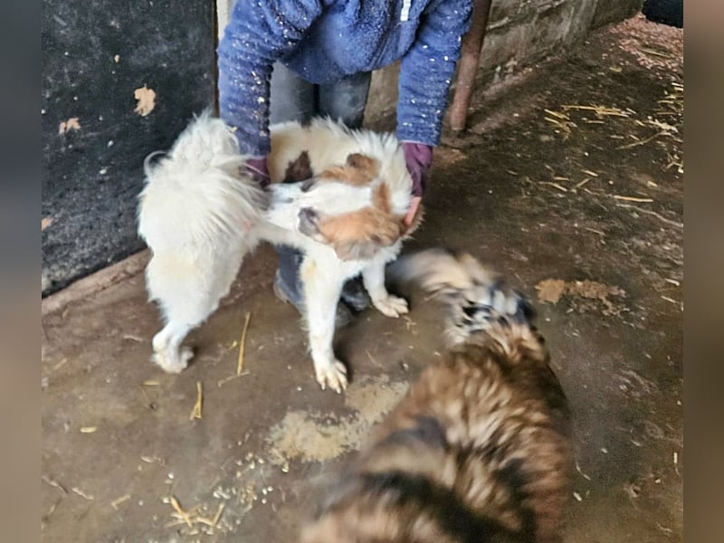 Matteo, Handicap Hund