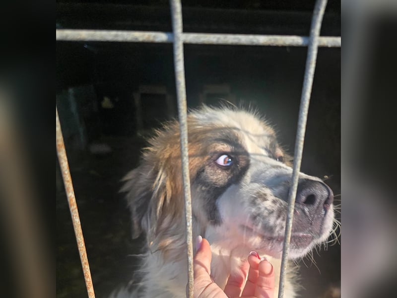 Matteo, Handicap Hund