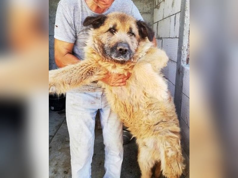 Alf, sucht einen Gnadenplatz