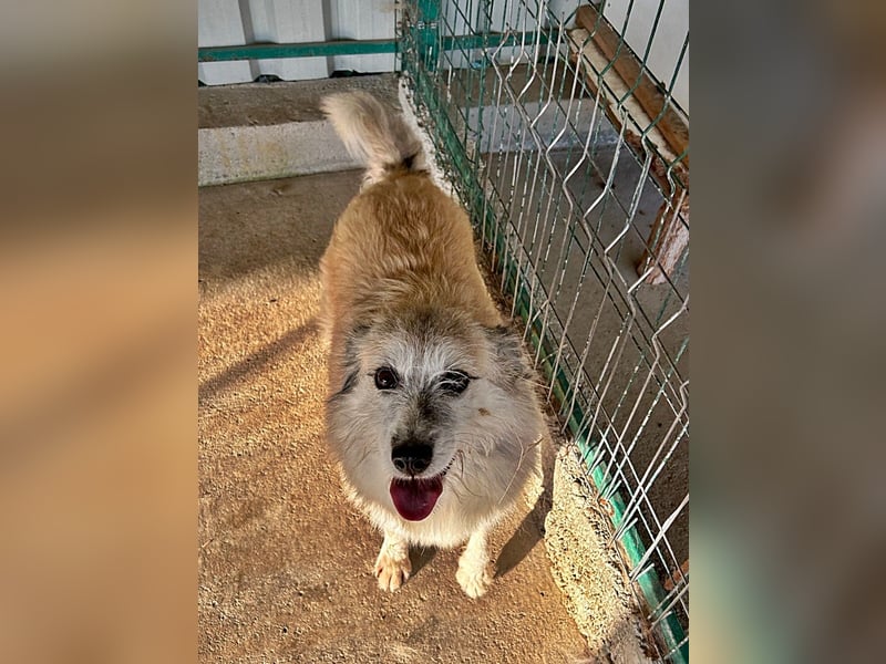 Perla sucht einen Gnadenplatz