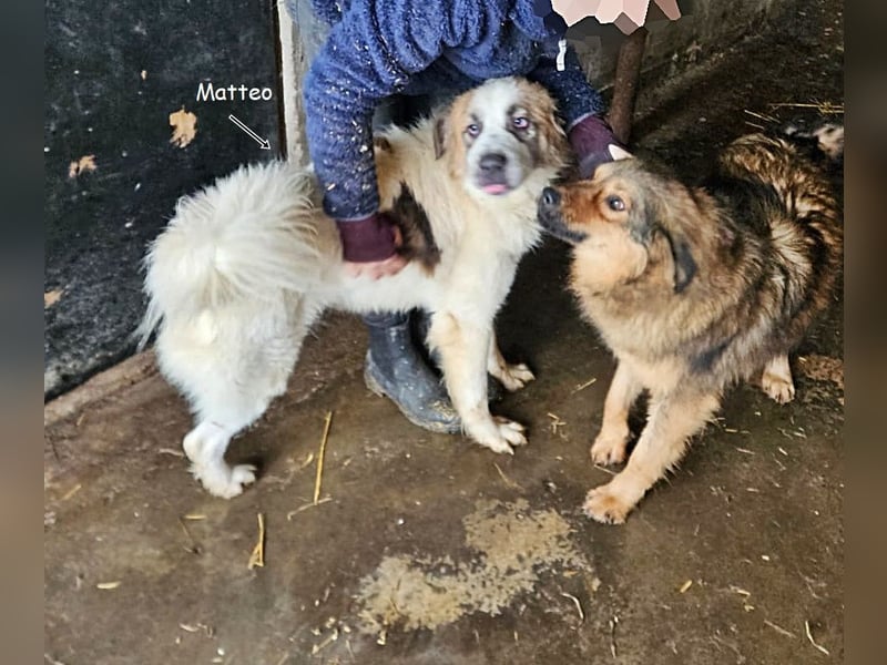 Matteo, Handicap Hund