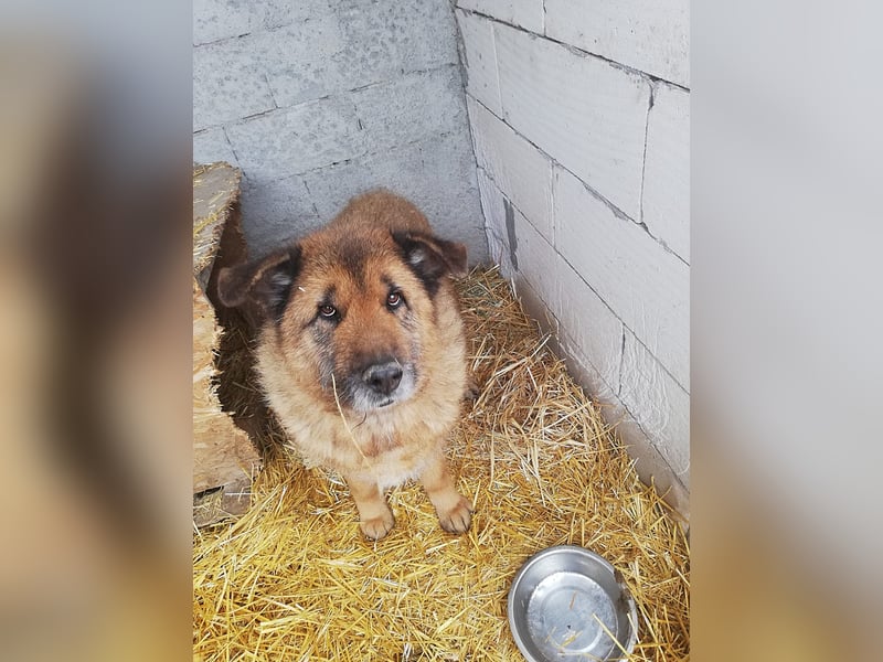 Alf, sucht einen Gnadenplatz