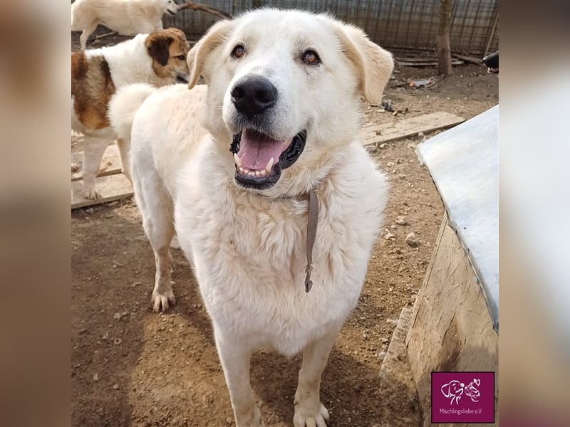 Schleckermäulchen Baboo möchte sein eigenes Zuhause! ❤️