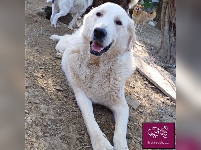 Schleckermäulchen Baboo möchte sein eigenes Zuhause! ❤️