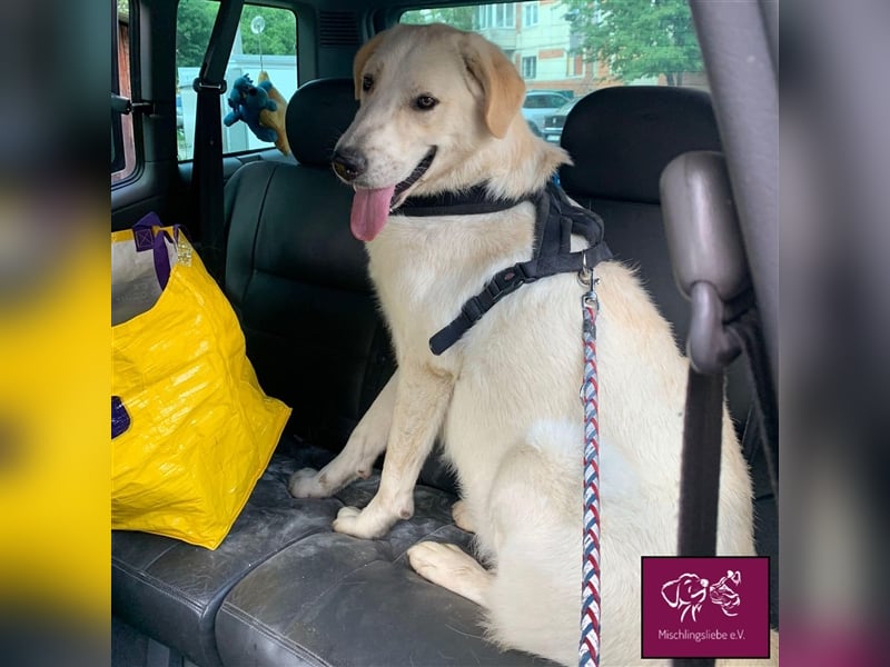 Schleckermäulchen Baboo möchte sein eigenes Zuhause! ❤️