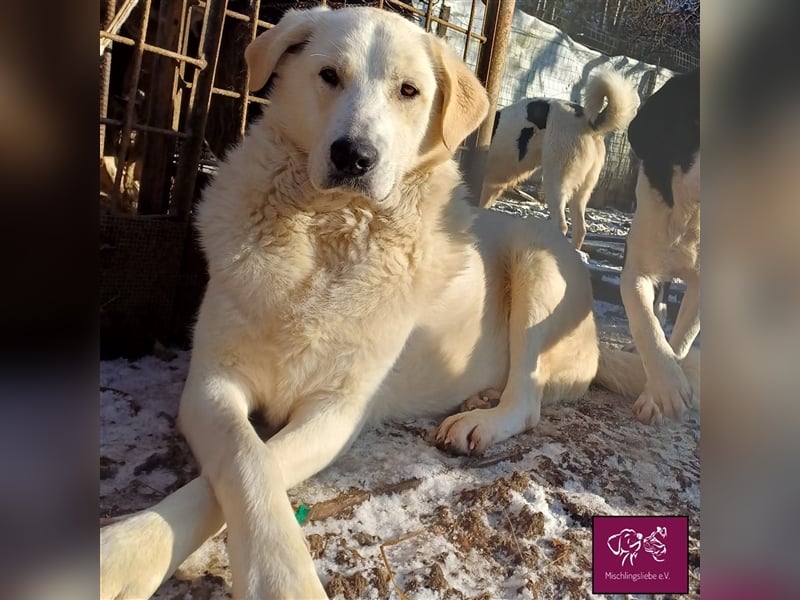 Schleckermäulchen Baboo möchte sein eigenes Zuhause! ❤️