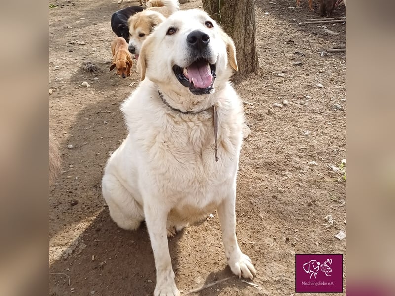 Schleckermäulchen Baboo möchte sein eigenes Zuhause! ❤️