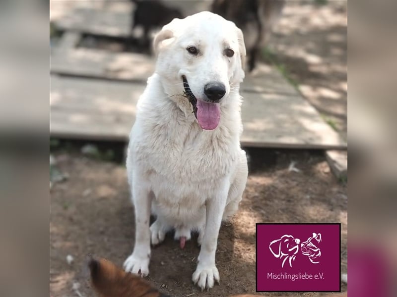 Schleckermäulchen Baboo möchte sein eigenes Zuhause! ❤️