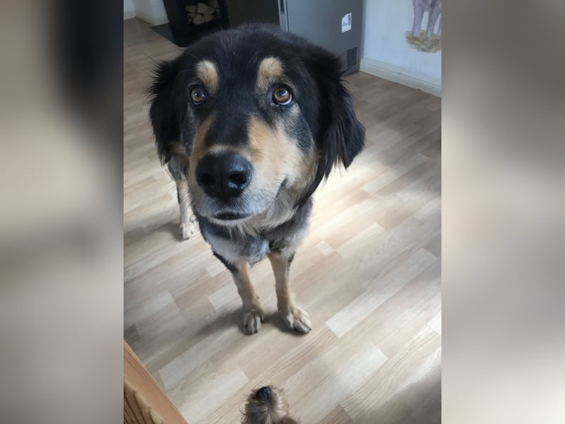 Nanook sucht ein tolle Zuhause