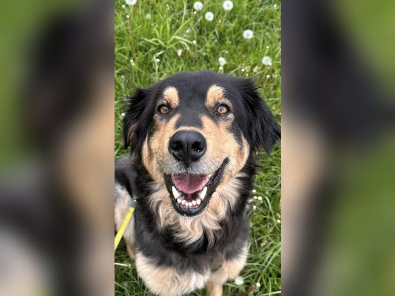 Nanook sucht ein tolle Zuhause
