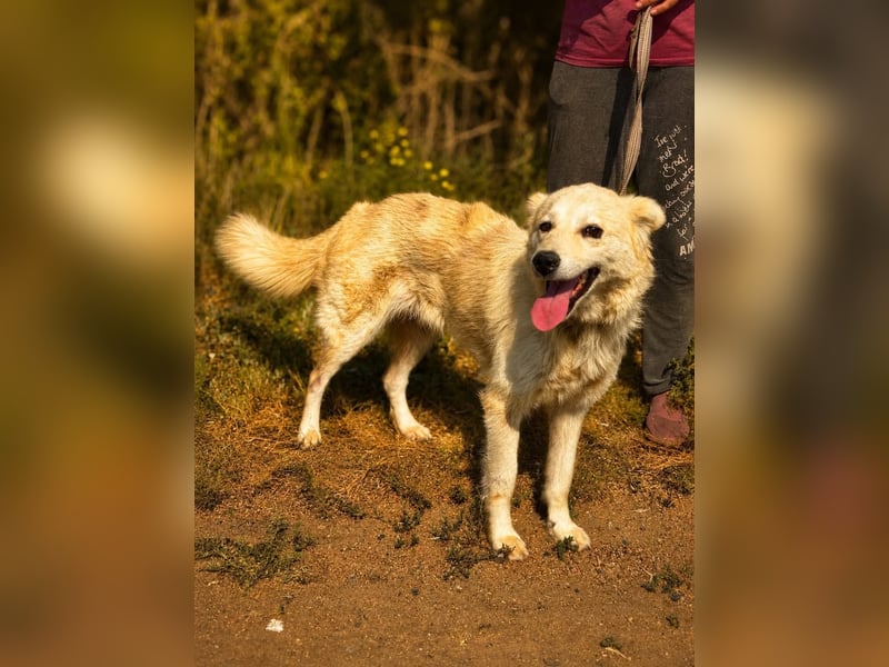Sanfte Jana sucht liebevolles Zuhause