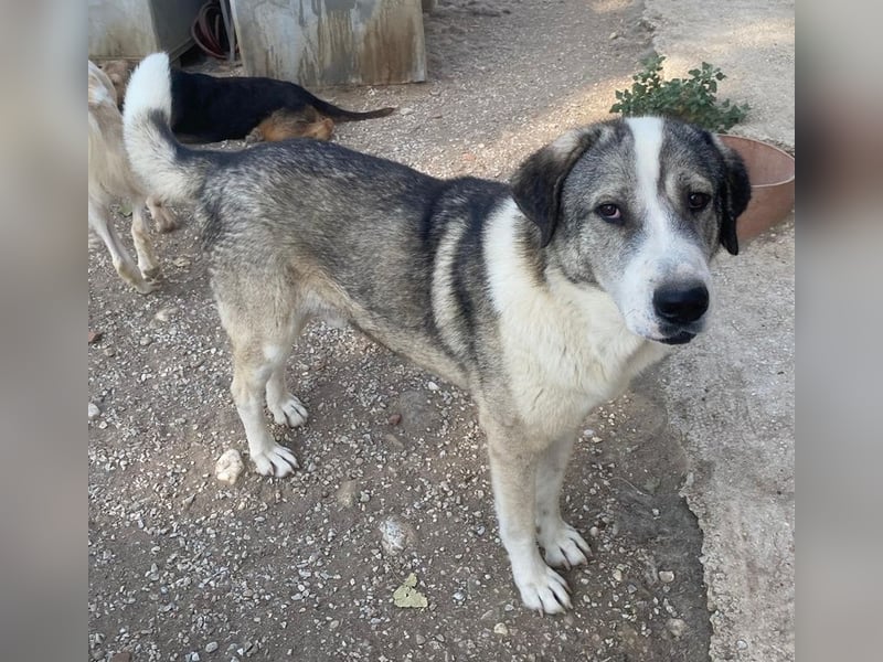 Torac, geb. ca. 08/2023, lebt in GRIECHENLAND, im städt. Tierheim Serres