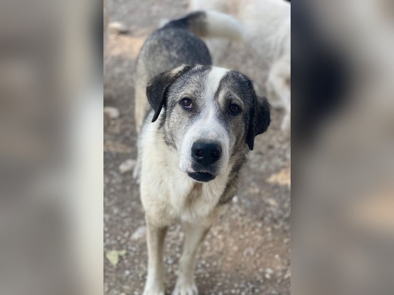 Torac, geb. ca. 08/2023, lebt in GRIECHENLAND, im städt. Tierheim Serres