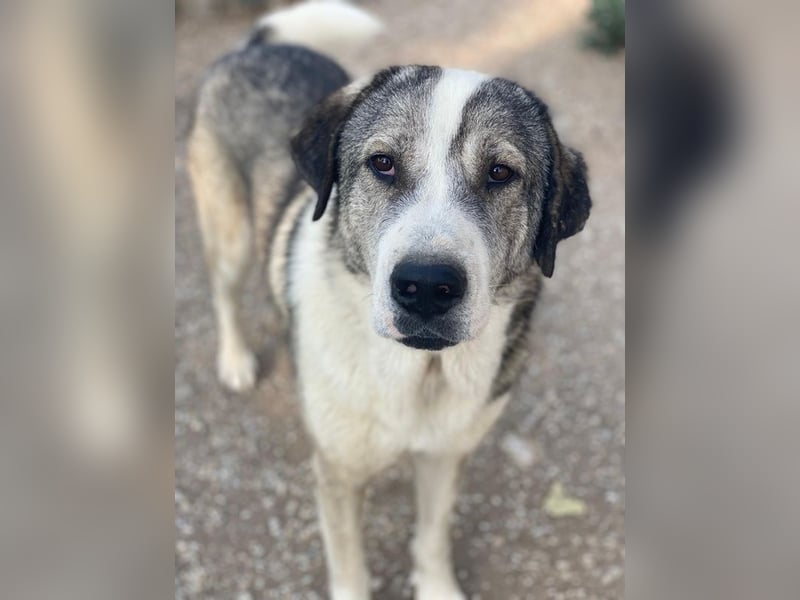 Torac, geb. ca. 08/2023, lebt in GRIECHENLAND, im städt. Tierheim Serres