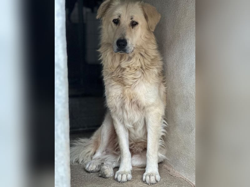 Jako, geb. ca. 09/2023, lebt in GRIECHENLAND, im städt. Tierheim Serres