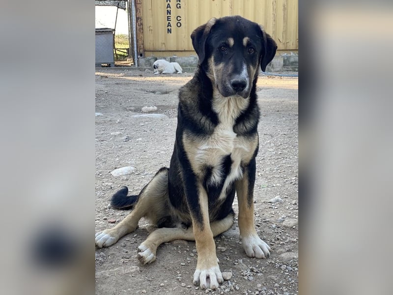 Liko, geb. ca. 11/2023, lebt in GRIECHENLAND, im städt. Tierheim Serres