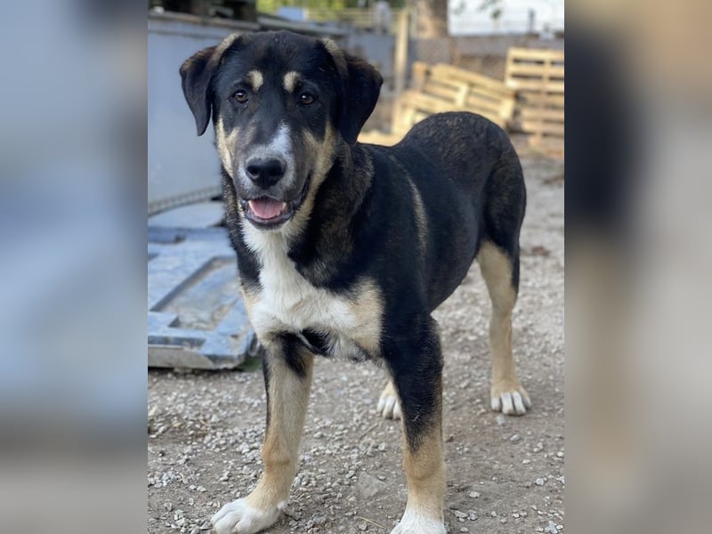 Liko, geb. ca. 11/2023, lebt in GRIECHENLAND, im städt. Tierheim Serres