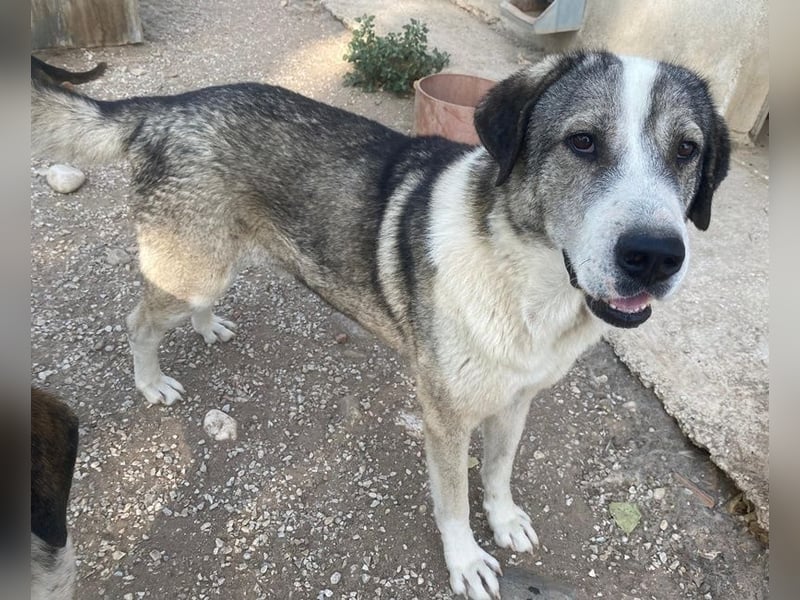 Torac, geb. ca. 08/2023, lebt in GRIECHENLAND, im städt. Tierheim Serres
